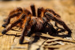 Giant Sea Spiders: The Strange Creatures You Need to See