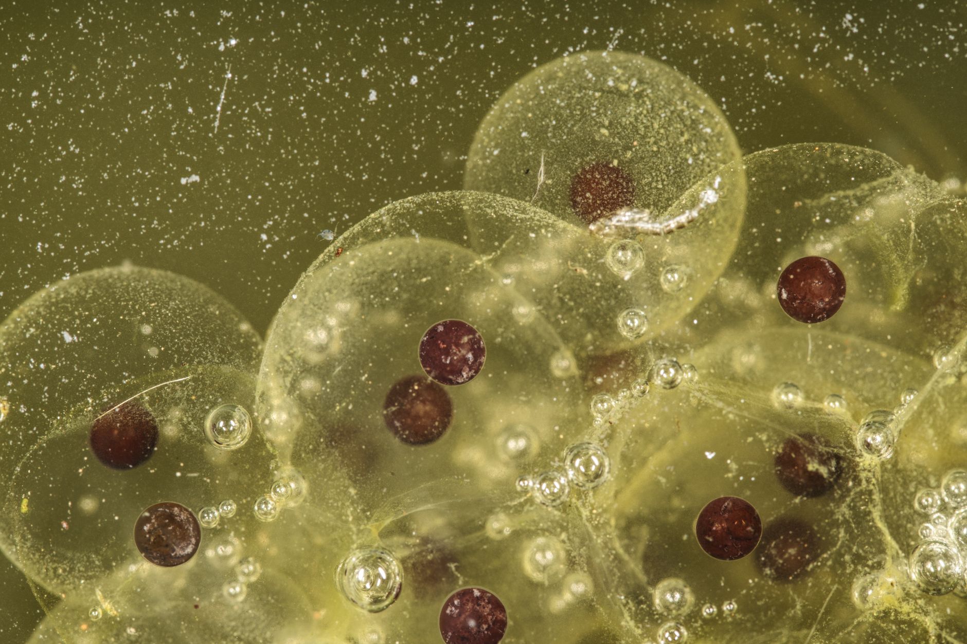 mouse embryo development